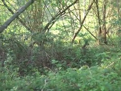 19.04.2011 Visite du parc du domaine, les animaux se baladent en dehors des temps de chasse