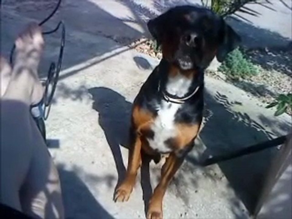 BISCUIT !