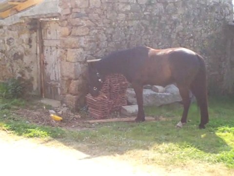 Aujourd hui bricolage et jardinage devant la maison 03