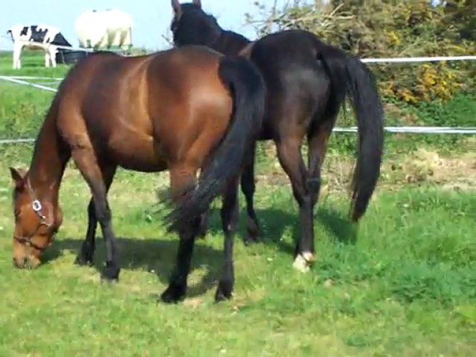 Aujourd hui bricolage et jardinage devant la maison 05