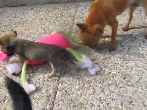 bebes chihuahuas 1 mois et demi