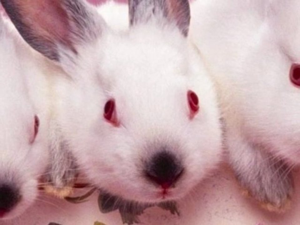 Happy Easter!!!To All DailyMotion People!!!