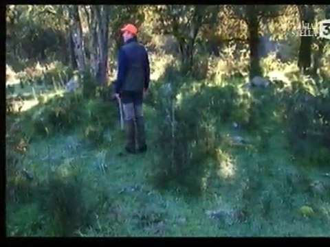 becasse en corse centre canin de la foret du melu 1