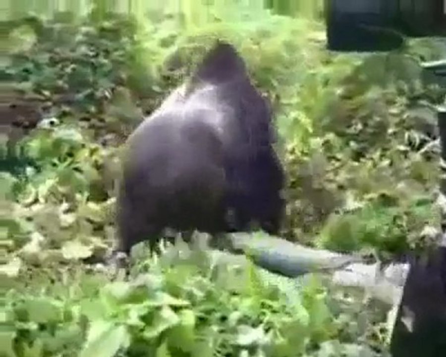 Hayvanlar Saldırısı & National Geographic