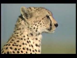 Guépard, l'incroyable sprinter