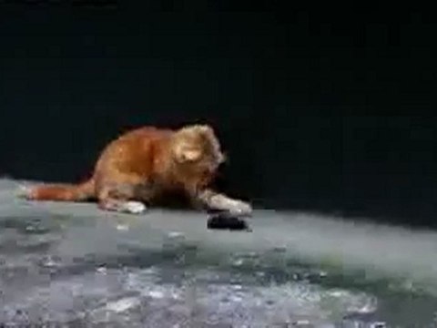 0227 - Le chat et la souris