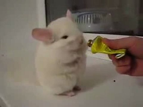 0228 - Souris qui marche sur 2 pattes