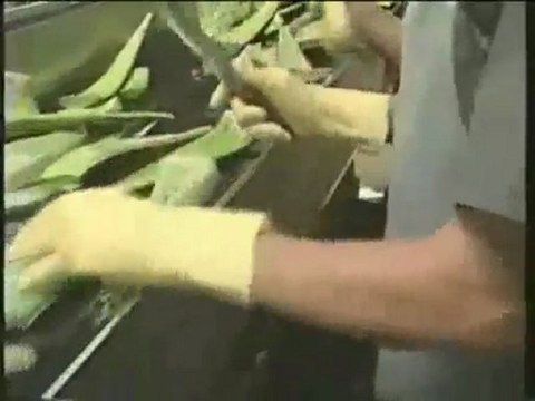 Об Алоэ Вера компании FLP