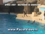 210 - Gardaland - Delfini acrobati e spettacolari