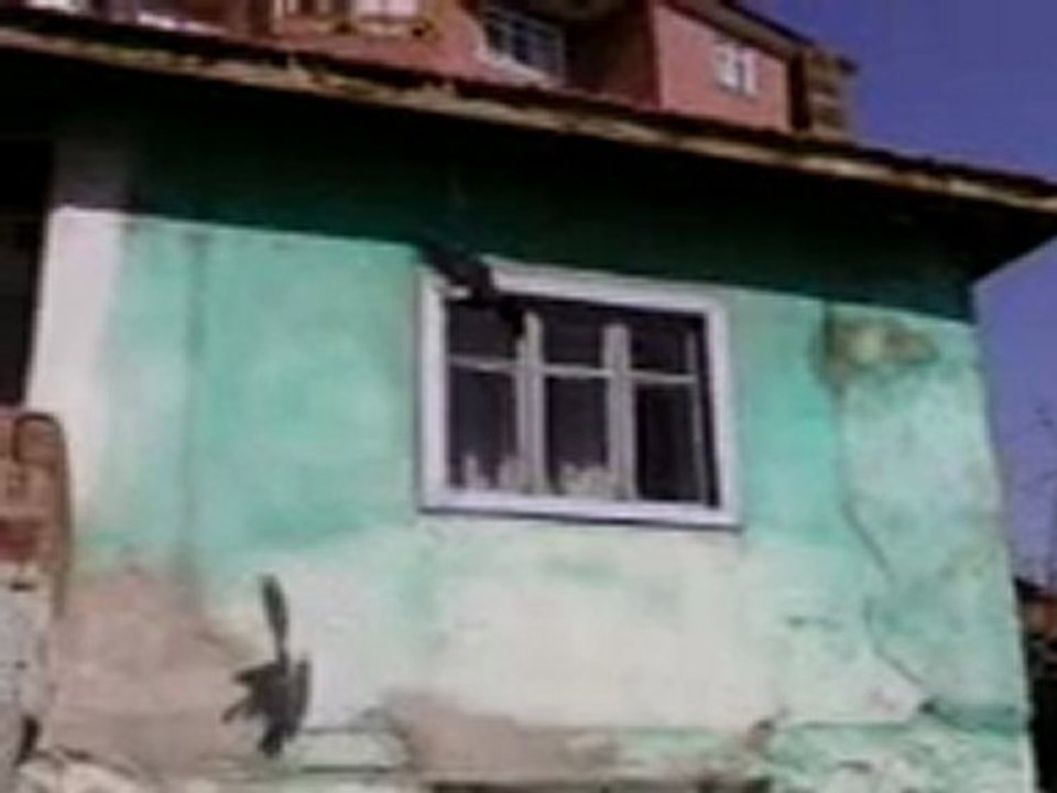 Taklacı güvercinler