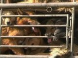 Activists Save 430 Dogs from Becoming Dog Meat in China