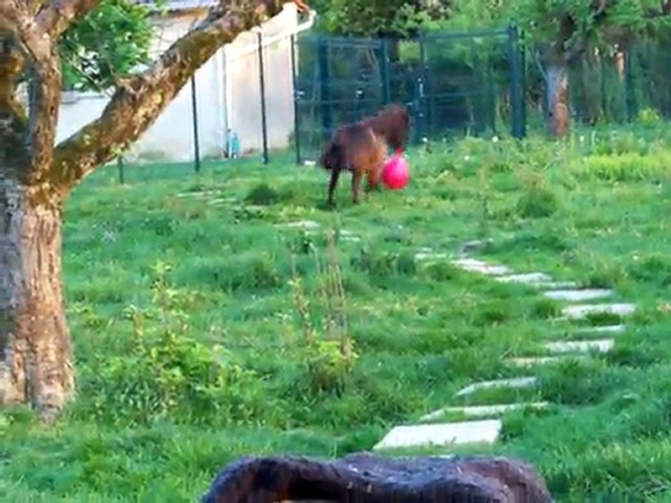 Black ballon 04_2011 2