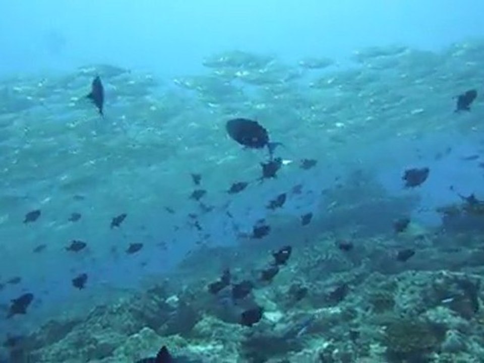 Les Maldives 2011 sur le Keyif 115