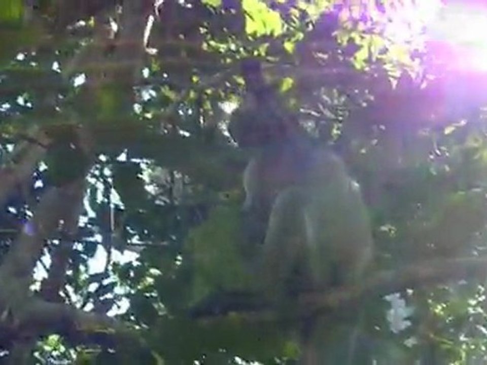 Colobus eating, Jozani