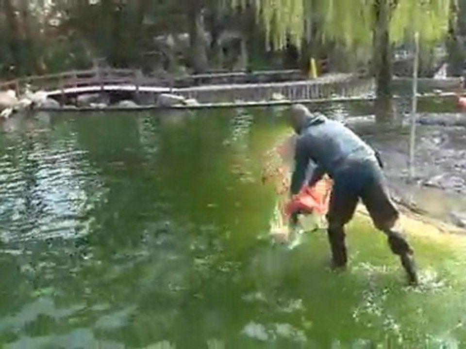 Contrôle vétérinaire pour les flamants de cuba.avi