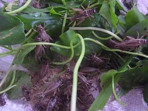 Grillons, vers, fourmis, un espoir pour les enfants du Laos