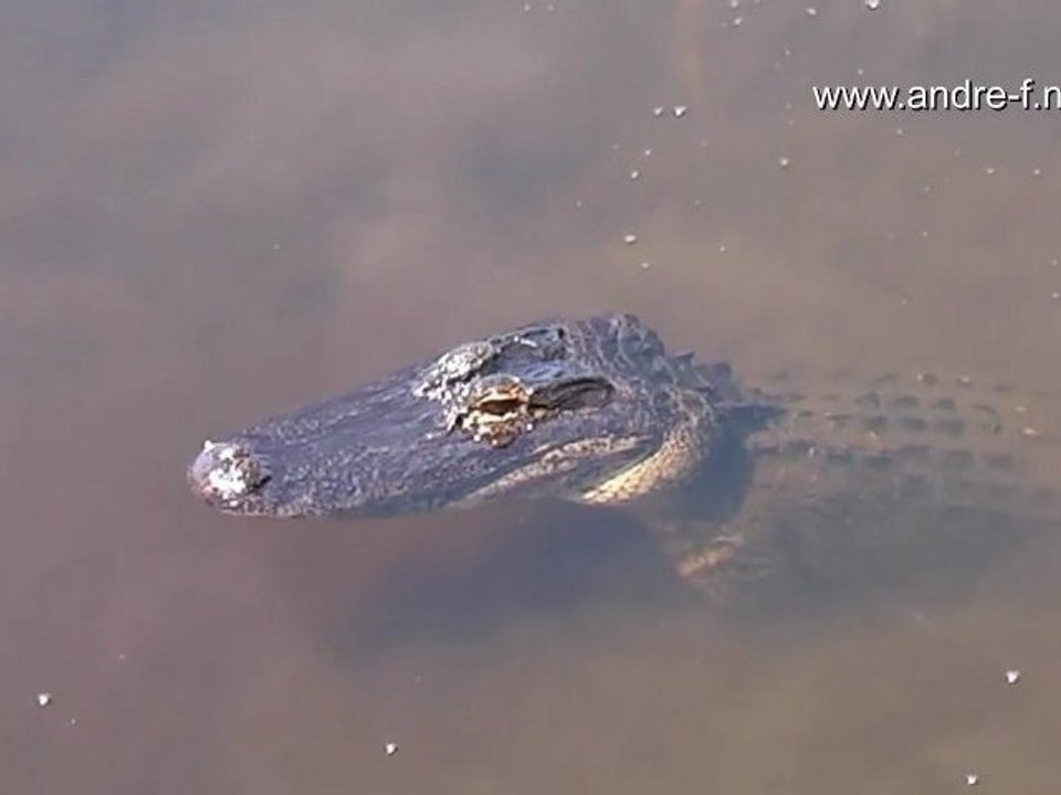 Everglades Nationalpark Florida  HD