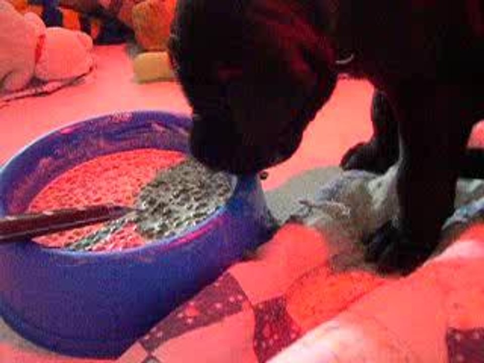 chiot dogue allemand 11/08/06