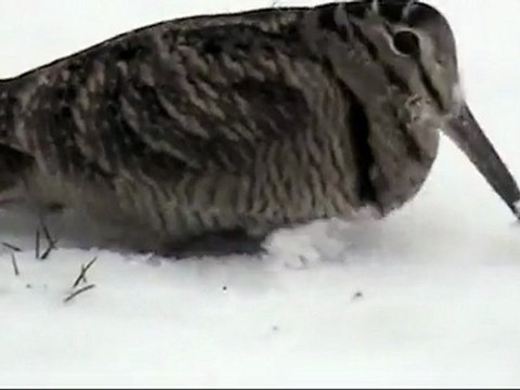 Kar Üstünde Çulluk avyaban.com - ergo