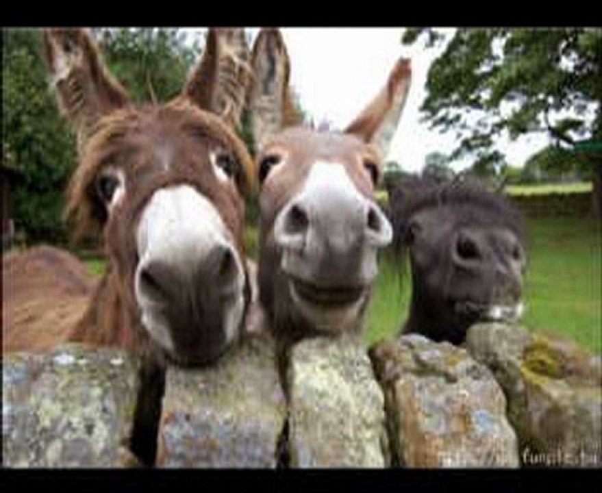 DROLES D'ANIMAUX