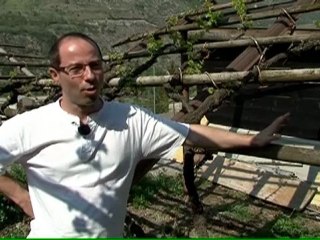 Vouillamoz ITW brute