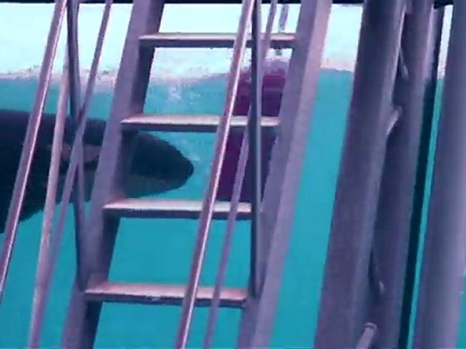 Orca-Geburt gefilmt