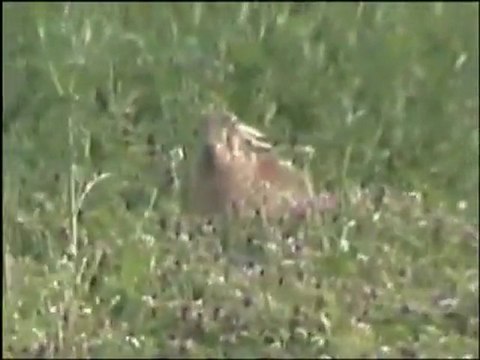 Tavşan Tarlası avyaban.com - ergo