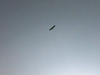 une cigogne en plein vol