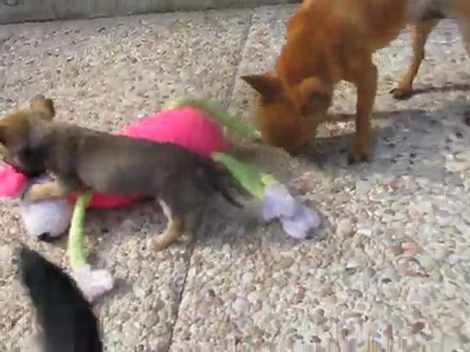 bébé chihuahua 1 mois et demi