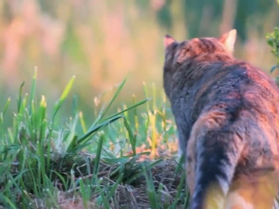 Cat's Adventure