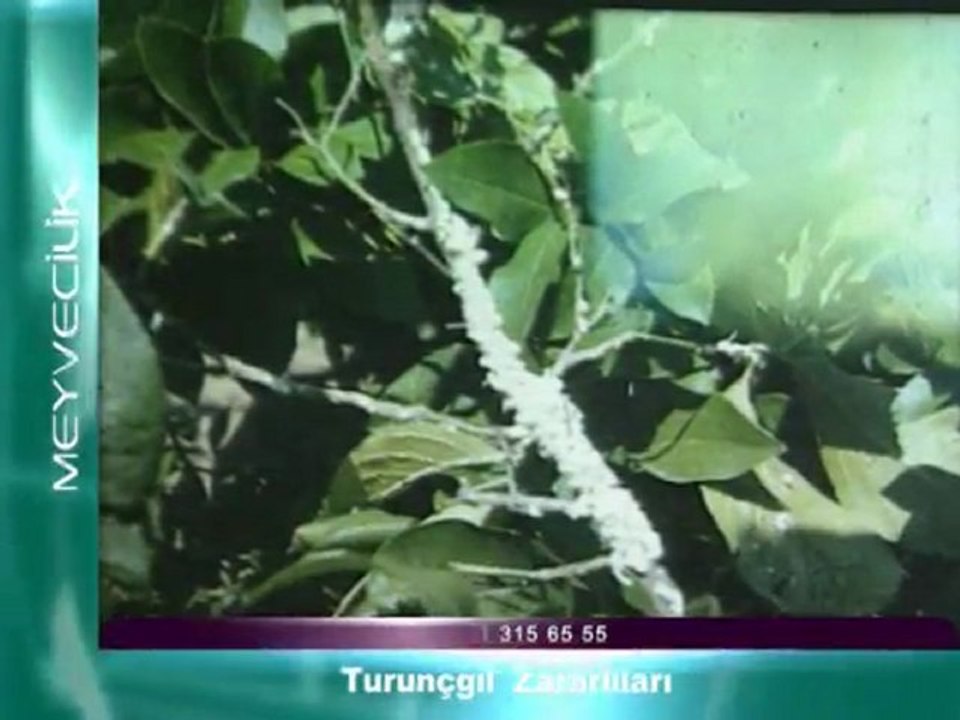 turuncgil zararlilari