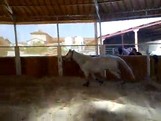 Mimi vertical main gauche