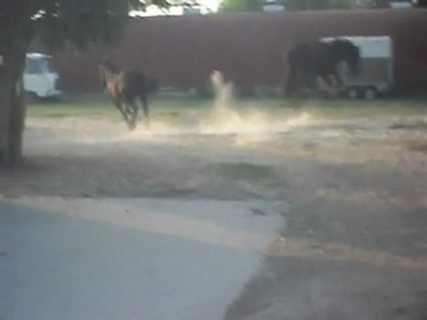 POULAINS MERENS ET LEURS COPAINS PONEYS CHEZ NOUS! 21/04/2011. SDC10614
