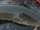 Hucho perryi,A Huge Japanese Native Trout