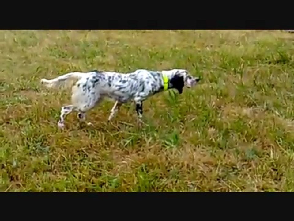 Setter Ingles  www.Avyaban.com - ergo