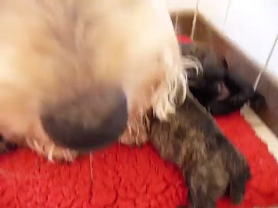 snowbell et ses petits