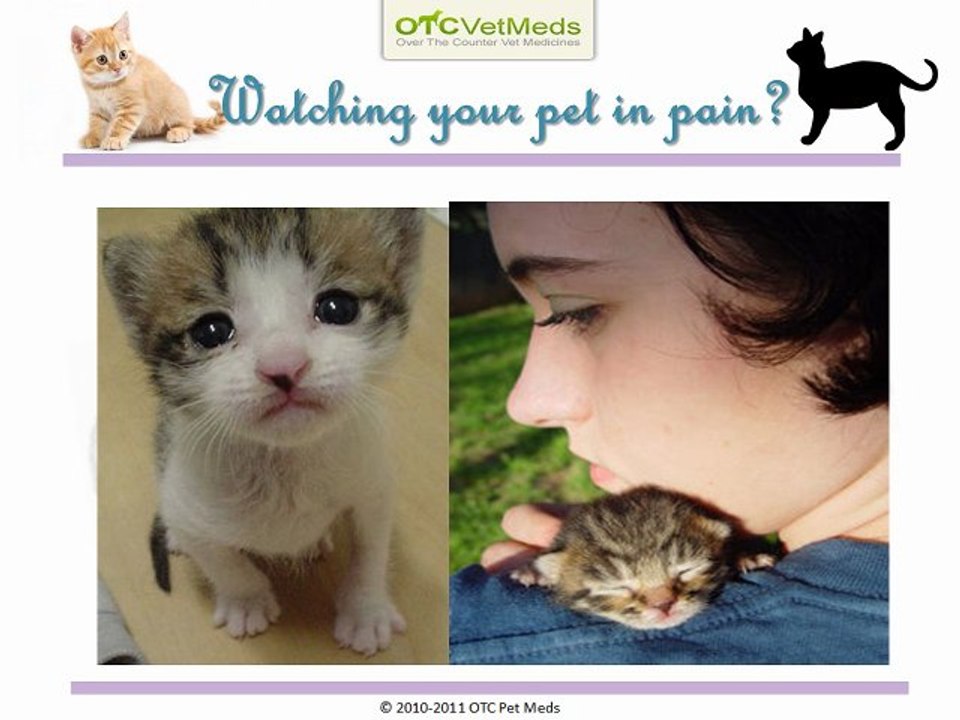 Frontline for Cats