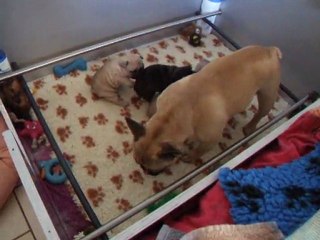 les bébés d'électra et Freddy à 29 jours