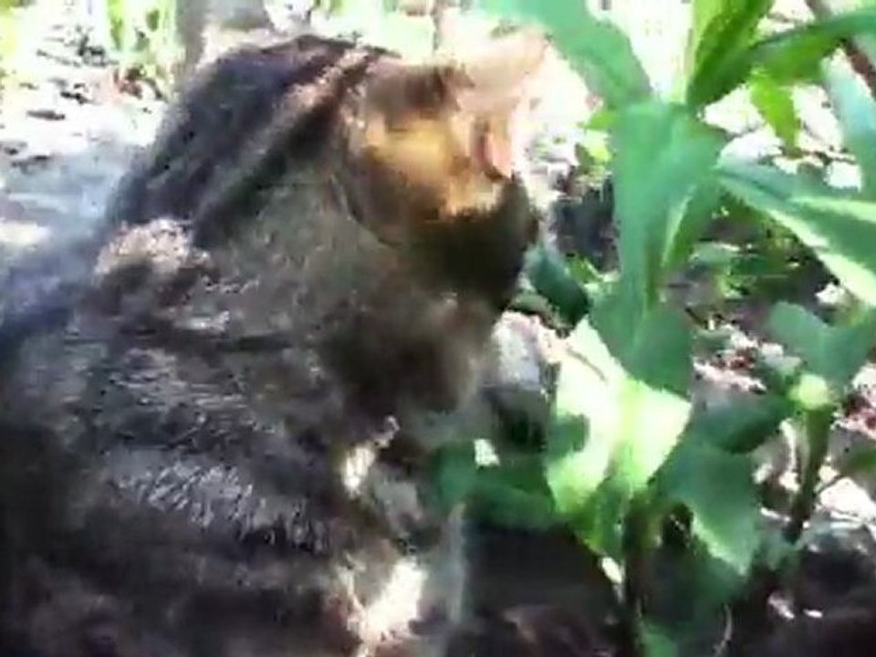 Ein Kater draussen-Kurzfim