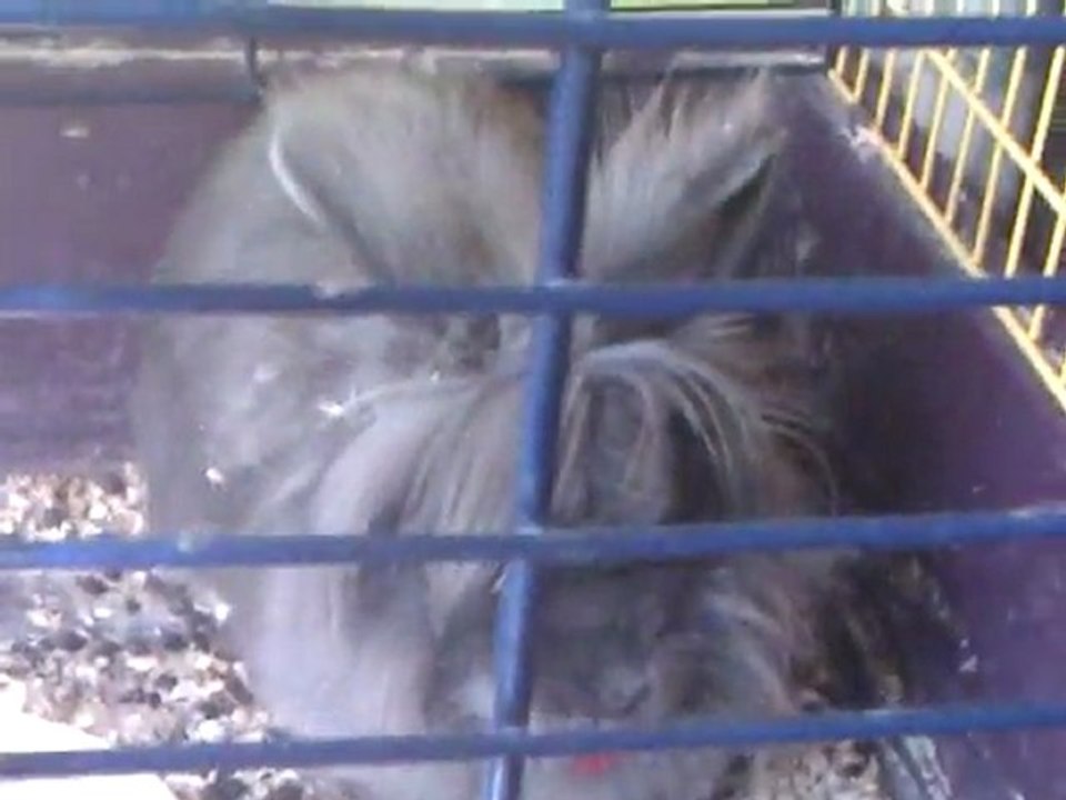 Kiwi1