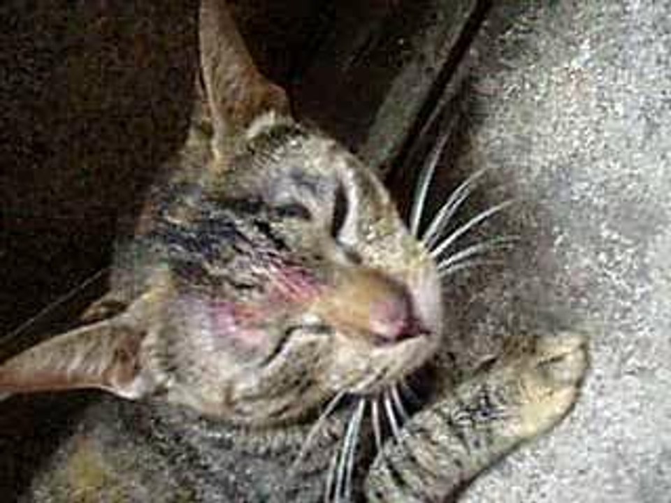 Cat is crying c