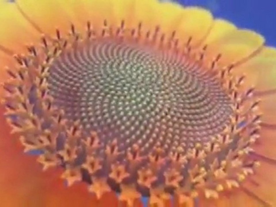 Doğadaki matematik Şaşıracaksınız '