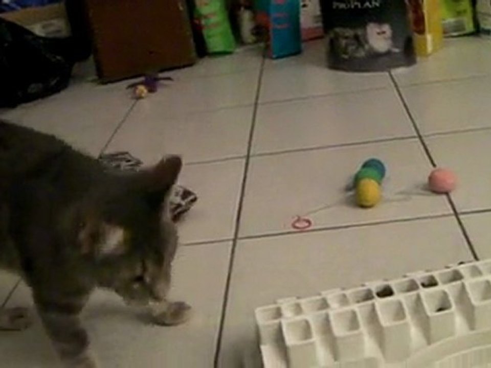 Sae apprend à manger avec son cat board