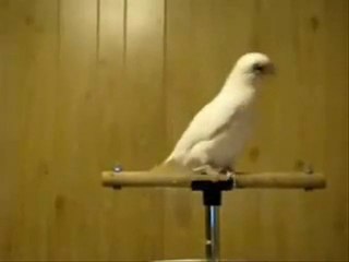 drum & bass попугай ))) - Видео