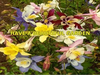 The Best Flower Seeds For Your Garden