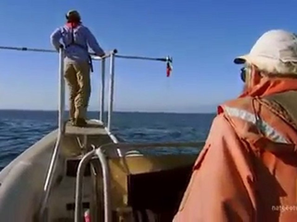 Search for the Blue Whale