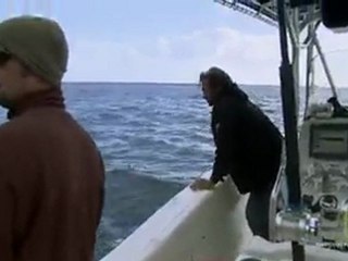 Great White Shark bites on hook