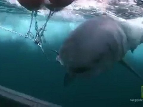 Wranglers set up shark bait