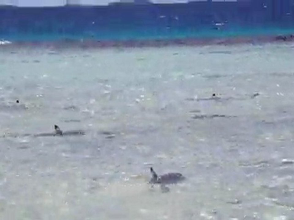Les requins sont nos amis(1)