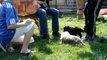 Chiots Bearded Collie et Berger Catalans